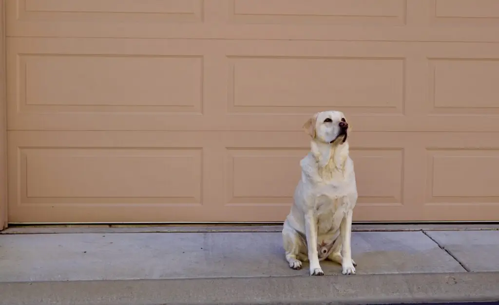 A dog sitting in front of a garage door.